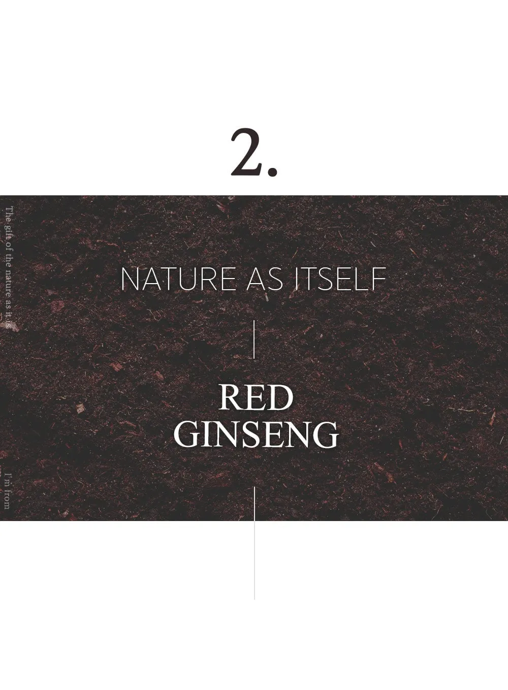 Ginseng Serum (30ml)